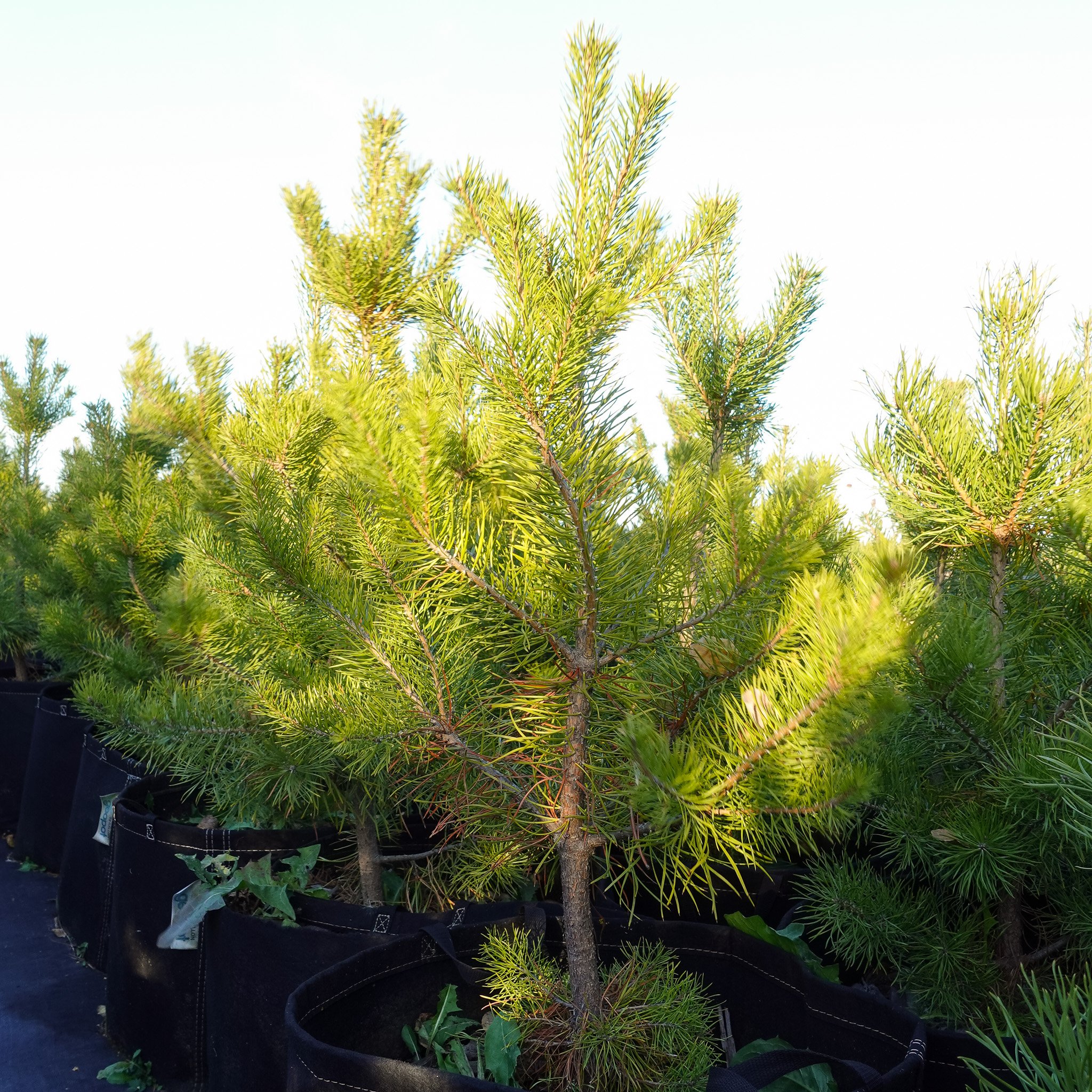 Potted Scotch Pine Tree Farlinger Farms