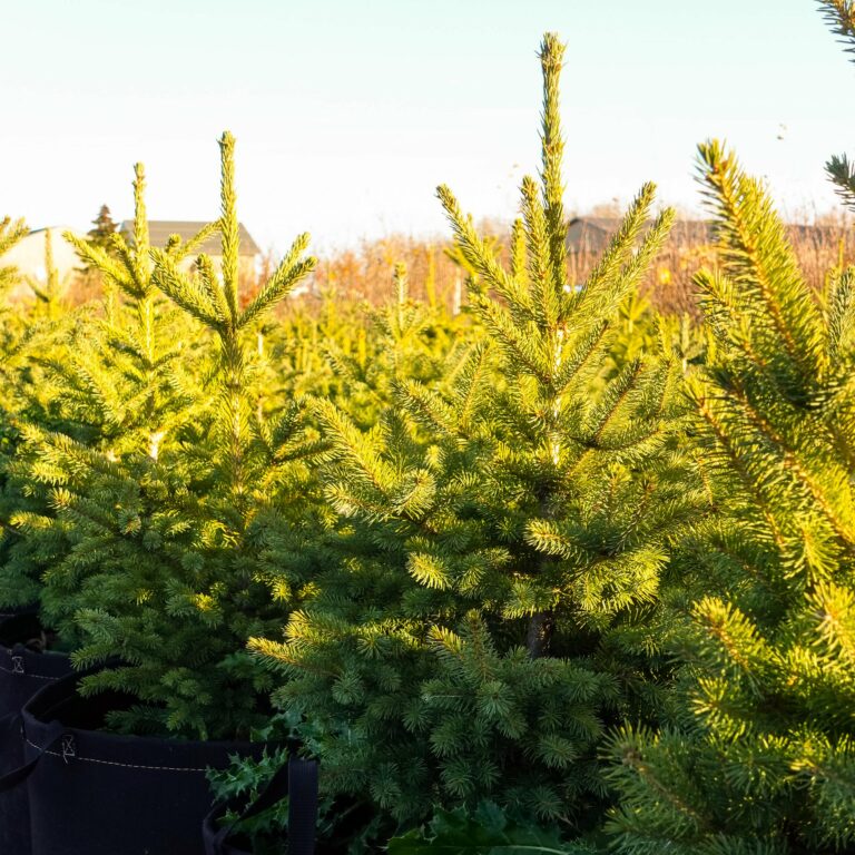 Rent Scotch Pine & Spruce Christmas Trees Farlinger Farms